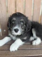 Skittles, a female Bordoodle for sale in Kandiyohi, MN – 3 of 4