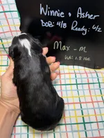 Max, a male Bernedoodle and Miniature Bernedoodle for sale in Kandiyohi, MN – Photo 5 of 5