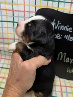 Max, a male Bernedoodle and Miniature Bernedoodle for sale in Kandiyohi, MN – Photo 2 of 5