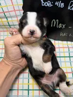 Max, a male Bernedoodle and Miniature Bernedoodle for sale in Kandiyohi, MN – Photo 4 of 5