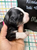 Max, a male Bernedoodle and Miniature Bernedoodle for sale in Kandiyohi, MN – Photo 3 of 5