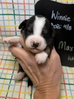 Max, a male Bernedoodle and Miniature Bernedoodle for sale in Kandiyohi, MN – Photo 1 of 5