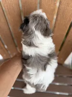 Molly, a female Bernedoodle and Miniature Bernedoodle for sale in Kandiyohi, MN – 5 of 5