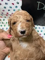 Dallas, a male Poodle - Miniature  and Poodle - Standard  for sale in Kandiyohi, MN – 3 of 4