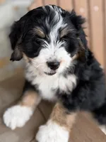 Maple, a female Bernedoodle and Miniature Bernedoodle for sale in Kandiyohi, MN – 3 of 4