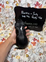 Austin, a male Cavalier King Charles Spaniel for sale in Kandiyohi, MN – 4 of 5