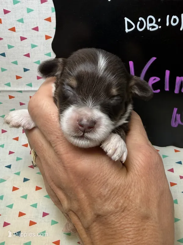 Velma – Aussiedoodle, Miniature Aussiedoodle puppy for sale in Kandiyohi, MN