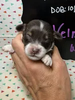 Velma, a female Aussiedoodle and Miniature Aussiedoodle for sale in Kandiyohi, MN – 1 of 5