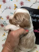 Smidge, a female Cavapoo for sale in Kandiyohi, MN – Photo 2 of 3