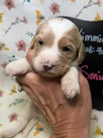 Smidge, a female Cavapoo for sale in Kandiyohi, MN – Photo 1 of 3