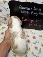 Smidge, a female Cavapoo for sale in Kandiyohi, MN – Photo 3 of 3