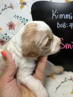 Smidge, a female Cavapoo for sale in Kandiyohi, MN – Photo 4 of 4