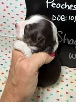 Shaggy, a male Aussiedoodle and Miniature Aussiedoodle for sale in Kandiyohi, MN – 2 of 5