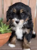 Honey, a female Miniature Bernedoodle for sale in Kandiyohi, MN – 2 of 5