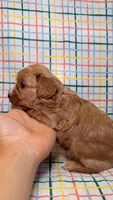 Kate, a female Cavapoo for sale in Kandiyohi, MN – 3 of 5