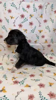Hershey, a male Bordoodle for sale in Kandiyohi, MN – 2 of 3
