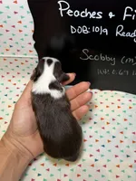 Scobby, a male Aussiedoodle and Miniature Aussiedoodle for sale in Kandiyohi, MN – 4 of 5