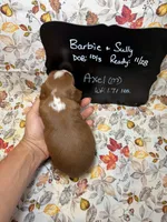 Axel, a male Cavalier King Charles Spaniel for sale in Kandiyohi, MN – 5 of 5