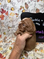Annabelle, a female Cavalier King Charles Spaniel for sale in Kandiyohi, MN – 2 of 5