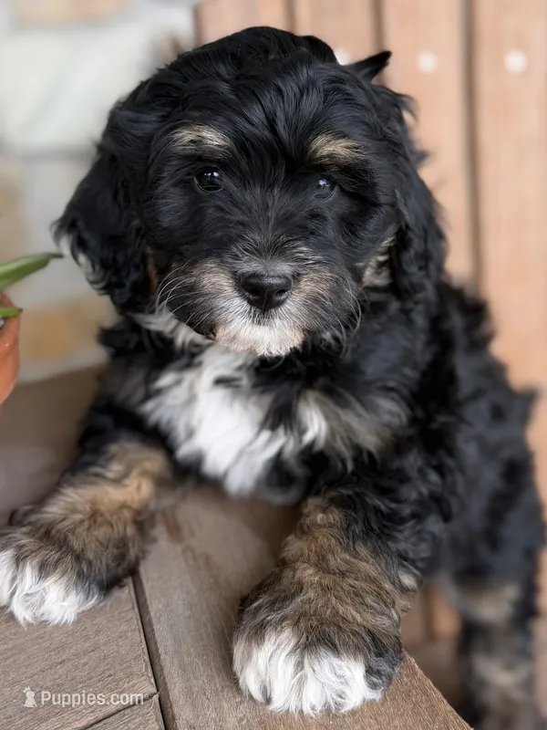 Peach – Bernedoodle, Miniature Bernedoodle puppy for sale in Kandiyohi, MN