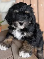 Peach, a female Bernedoodle and Miniature Bernedoodle for sale in Kandiyohi, MN – 1 of 8