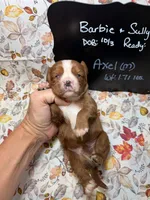Axel, a male Cavalier King Charles Spaniel for sale in Kandiyohi, MN – 4 of 5