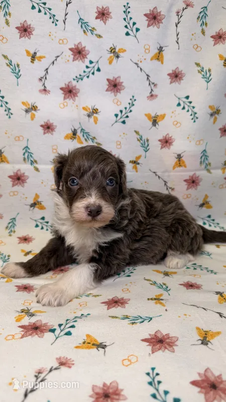 Hi Chew-Blue eyes – Bordoodle puppy for sale in Kandiyohi, MN