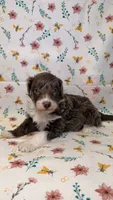 Hi Chew-Blue eyes, a male Bordoodle for sale in Kandiyohi, MN – 1 of 3
