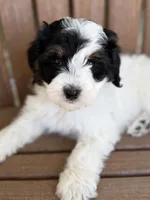 Olaf, a male Bernedoodle and Miniature Bernedoodle for sale in Kandiyohi, MN – 2 of 4