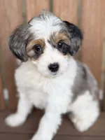 Molly, a female Bernedoodle and Miniature Bernedoodle for sale in Kandiyohi, MN – 2 of 5