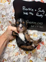 Austin, a male Cavalier King Charles Spaniel for sale in Kandiyohi, MN – 5 of 5