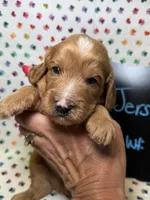 Jersey, a male Cavapoo for sale in Kandiyohi, MN – 1 of 5