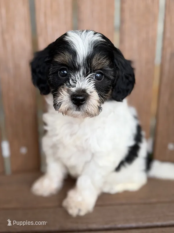 Sadie – Bernedoodle, Miniature Bernedoodle puppy for sale in Kandiyohi, MN