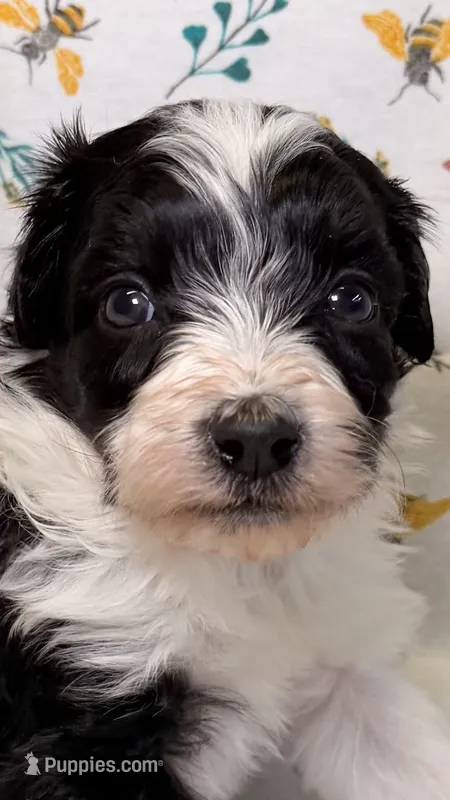 Snickers – Bordoodle puppy for sale in Kandiyohi, MN