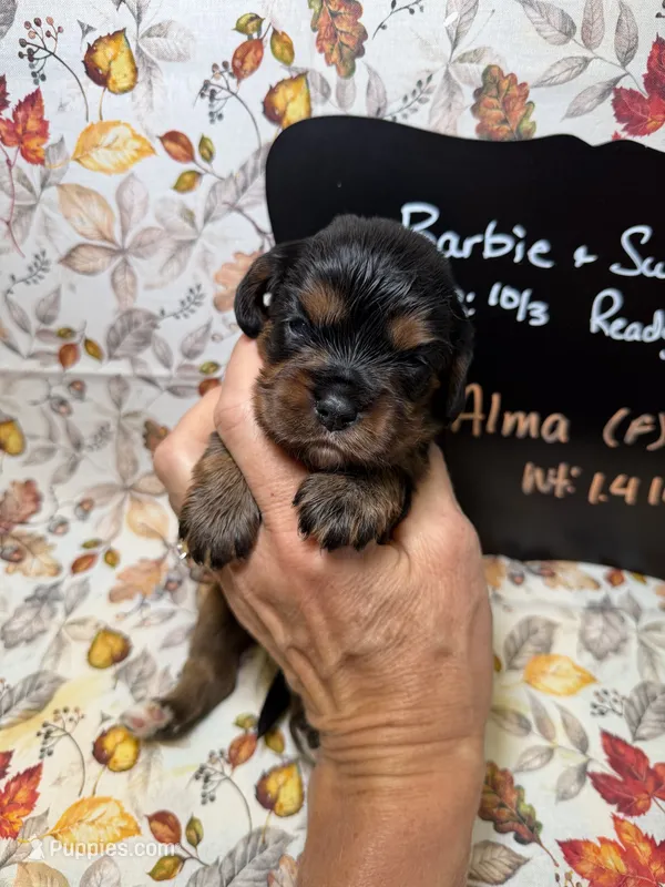 Alma – Cavalier King Charles Spaniel puppy for sale in Kandiyohi, MN