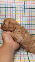 Francesca, a female Cavapoo for sale in Kandiyohi, MN – 3 of 5
