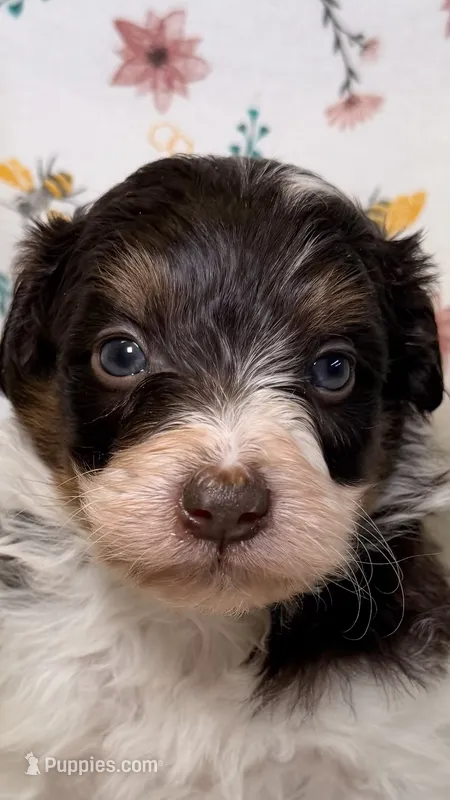 Reeses – Bordoodle puppy for sale in Kandiyohi, MN