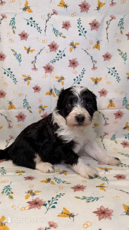 Snickers – Bordoodle puppy for sale in Kandiyohi, MN