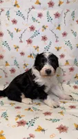 Snickers, a male Bordoodle for sale in Kandiyohi, MN – 1 of 3