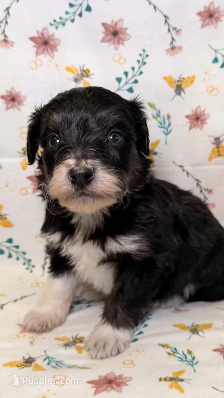 Hershey – Bordoodle puppy for sale in Kandiyohi, MN