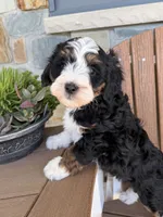 Max, a male Bernedoodle and Miniature Bernedoodle for sale in Kandiyohi, MN – 4 of 5
