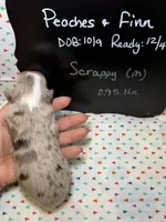 Scrappy, a male Aussiedoodle and Miniature Aussiedoodle for sale in Kandiyohi, MN – 4 of 5