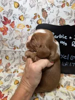 Axel, a male Cavalier King Charles Spaniel for sale in Kandiyohi, MN – 3 of 5