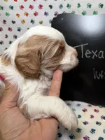 Texas, a male Cavapoo for sale in Kandiyohi, MN – 4 of 5