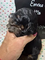 Pepper, a male Cavapoo for sale in Kandiyohi, MN – 2 of 5