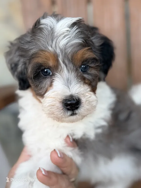 Bear – Bernedoodle, Miniature Bernedoodle puppy for sale in Kandiyohi, MN