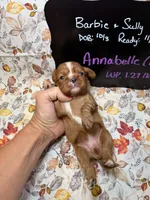 Annabelle, a female Cavalier King Charles Spaniel for sale in Kandiyohi, MN – 4 of 5