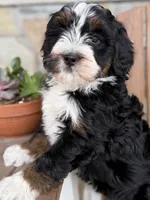 Candy, a female Bernedoodle and Miniature Bernedoodle for sale in Kandiyohi, MN – 4 of 4
