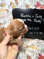 Axel, a male Cavalier King Charles Spaniel for sale in Kandiyohi, MN – 2 of 5