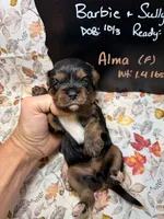 Alma, a female Cavalier King Charles Spaniel for sale in Kandiyohi, MN – 4 of 5